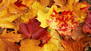 autumn-leaves-101373